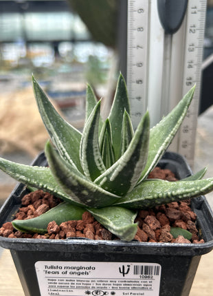 Tulista marginata 'Tears of angels'