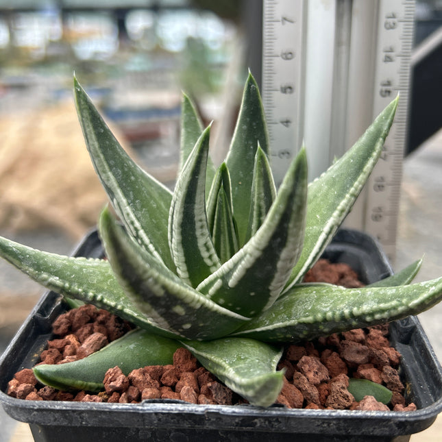 Tulista marginata 'Tears of angels'