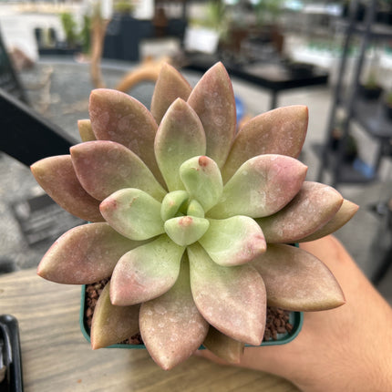donut succulent Graptoveria 'Pink Donut' – DesertSTORE.es