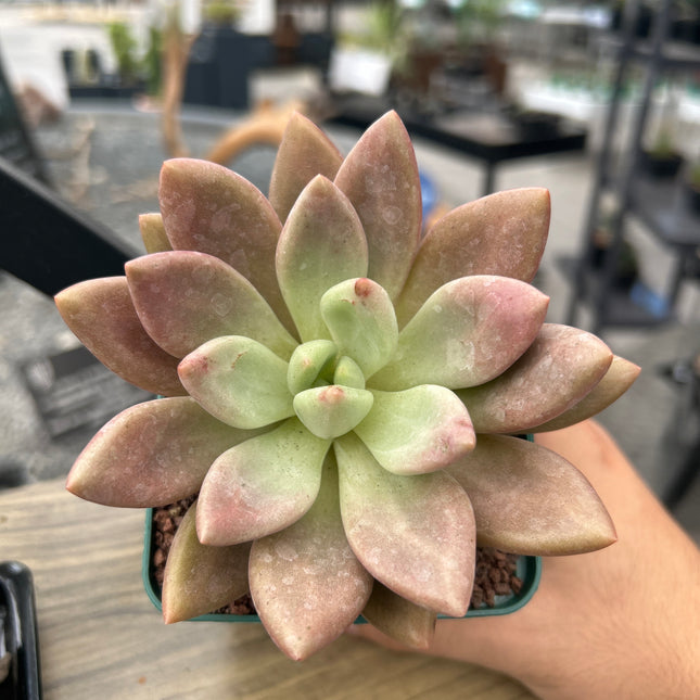 Graptoveria 'Rosa Donut'