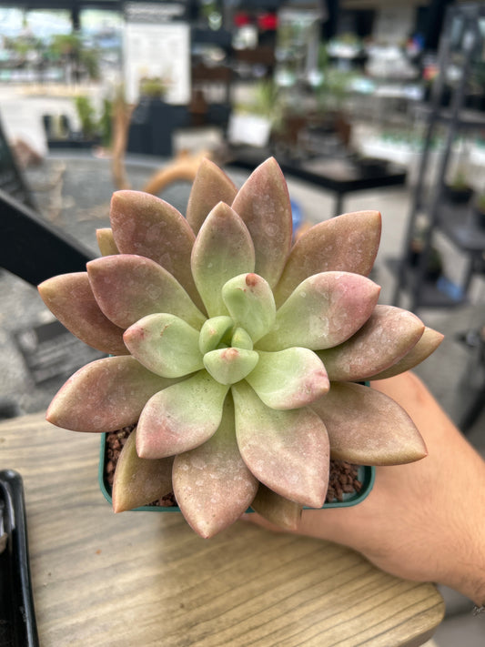 Graptoveria 'Rosa Donut'