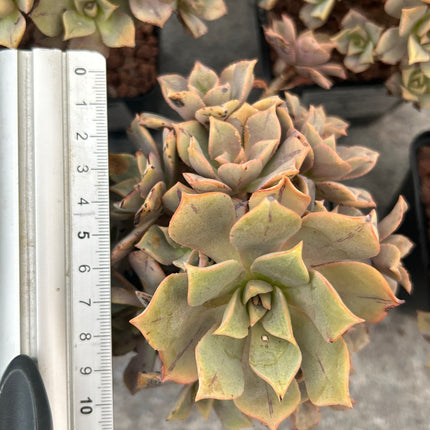 Aeonium 'Leucoblepharum'