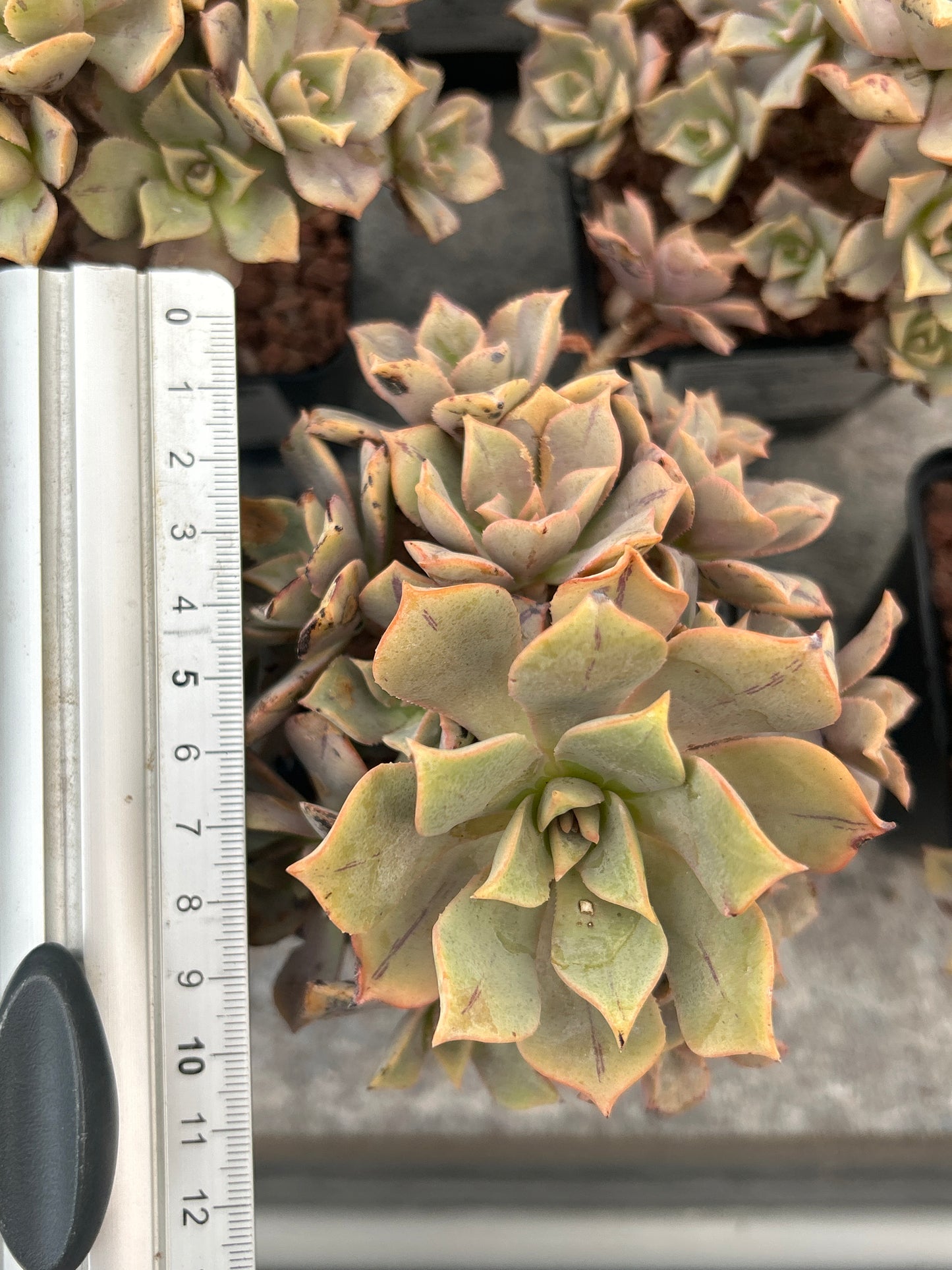 Aeonium ‘Leucoblepharum’