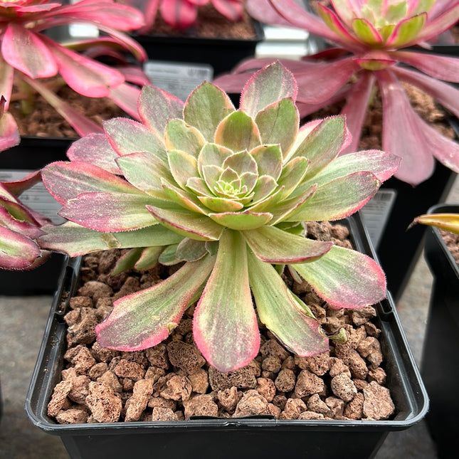 Aeonium 'Halloween' weiß