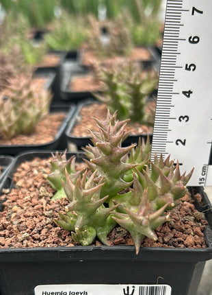 Huernia laevis