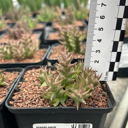 Huernia laevis
