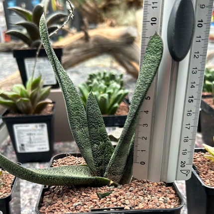 Gasteria batesiana