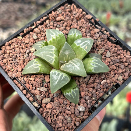 Haworthia 'Yuyake'