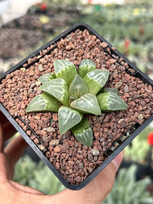 Haworthia 'Yuyake'