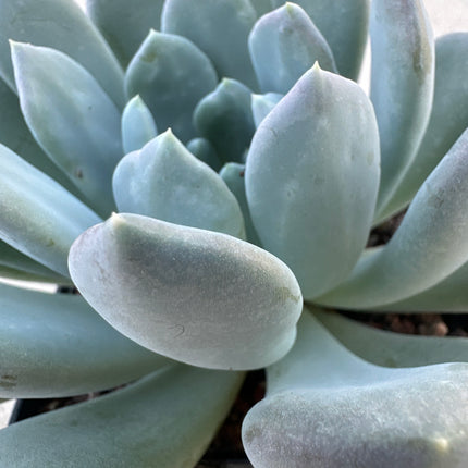 xPachyveria 'Calypso' | La Joya empolvada de flores coralinas