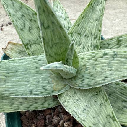 Aloe 'White Lightning’ |  Aloe 'Diego'. Aloe híbrido  KG
