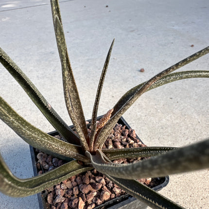 Aloe albiflora | Campainha-branca de Madagáscar
