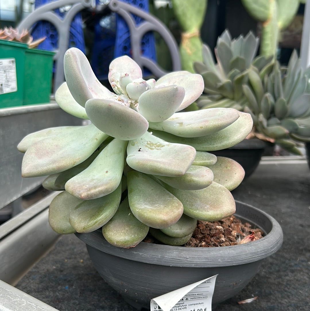 Pachyphytum bracteosum 'M' y 'L'