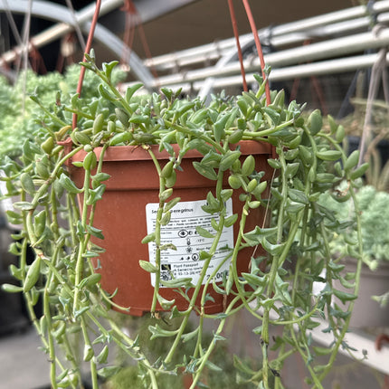 Senecio peregrinus (Anhänger)