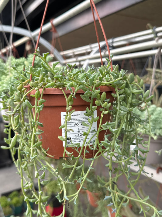 Senecio peregrinus (Anhänger)