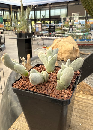Gibbaeum pubescens