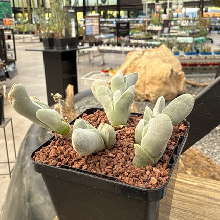 Gibbaeum pubescens