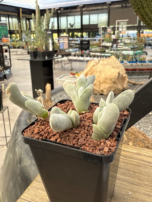 Gibbaeum pubescens