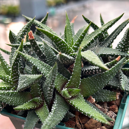 Haworthiopsis attenuata 'Concolor'