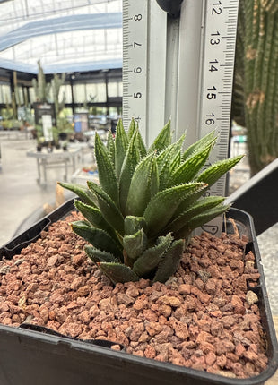 Haworthia herbacea var. lupula
