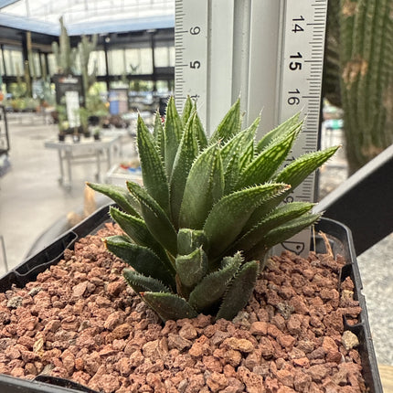 Haworthia herbacea var. hops