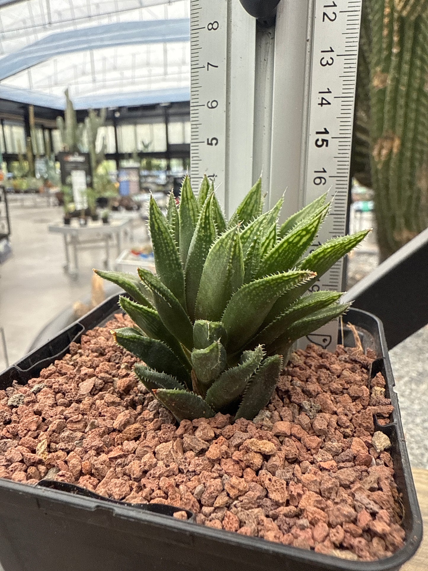 Haworthia herbacea var. lupula