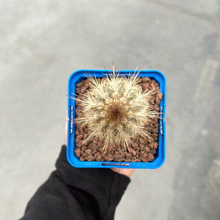 Pilosocereus odilensis