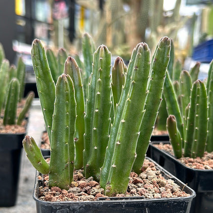 Stapelia leendertziae