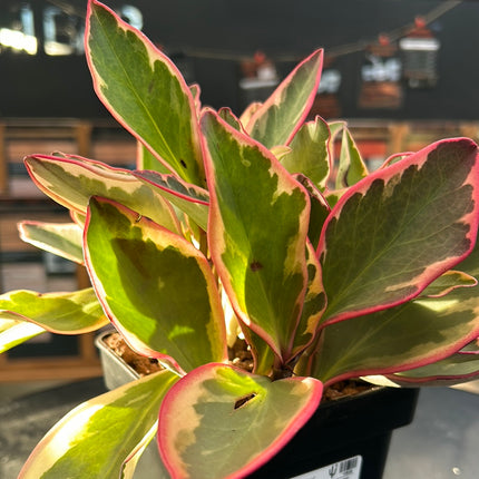 Peperomia 'Ginny'