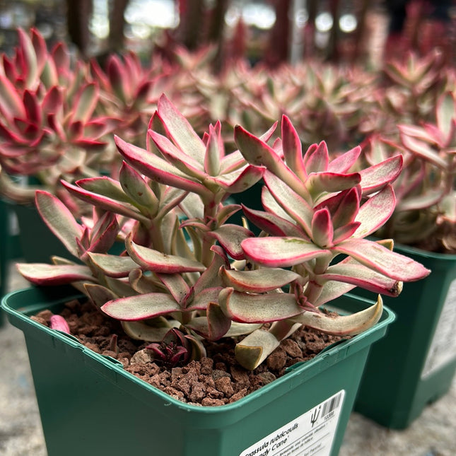 candy cane succulent Crassula rubricaulis cv. 'Candy Cane' – DesertSTORE.es