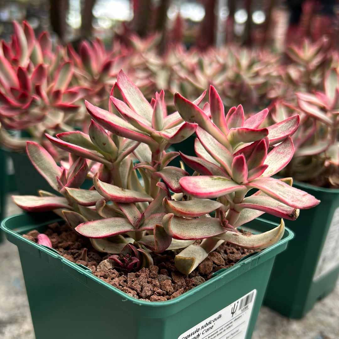 Crassula rubricaulis cv. 'Candy Cane'