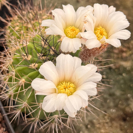 Acanthocalycium spiniflorum