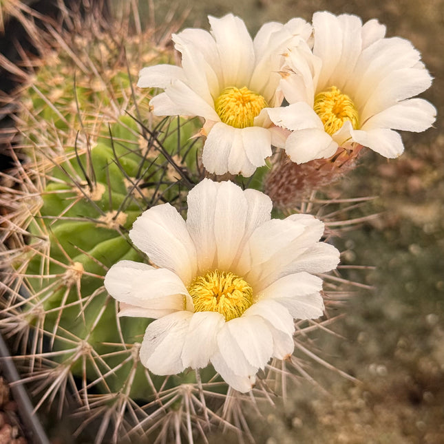 Acanthocalycium spiniflorum