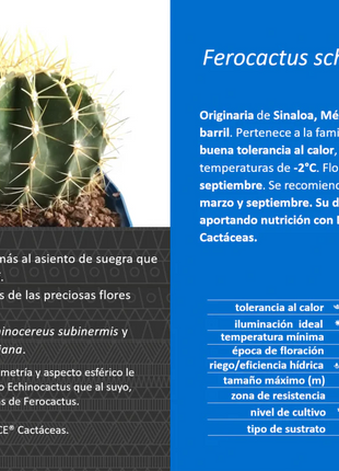 Ferocactus schwarzii