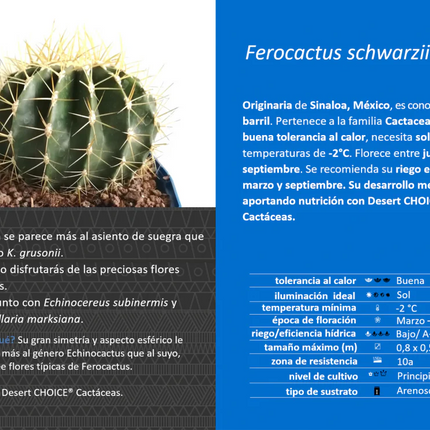 Ferocactus schwarzii