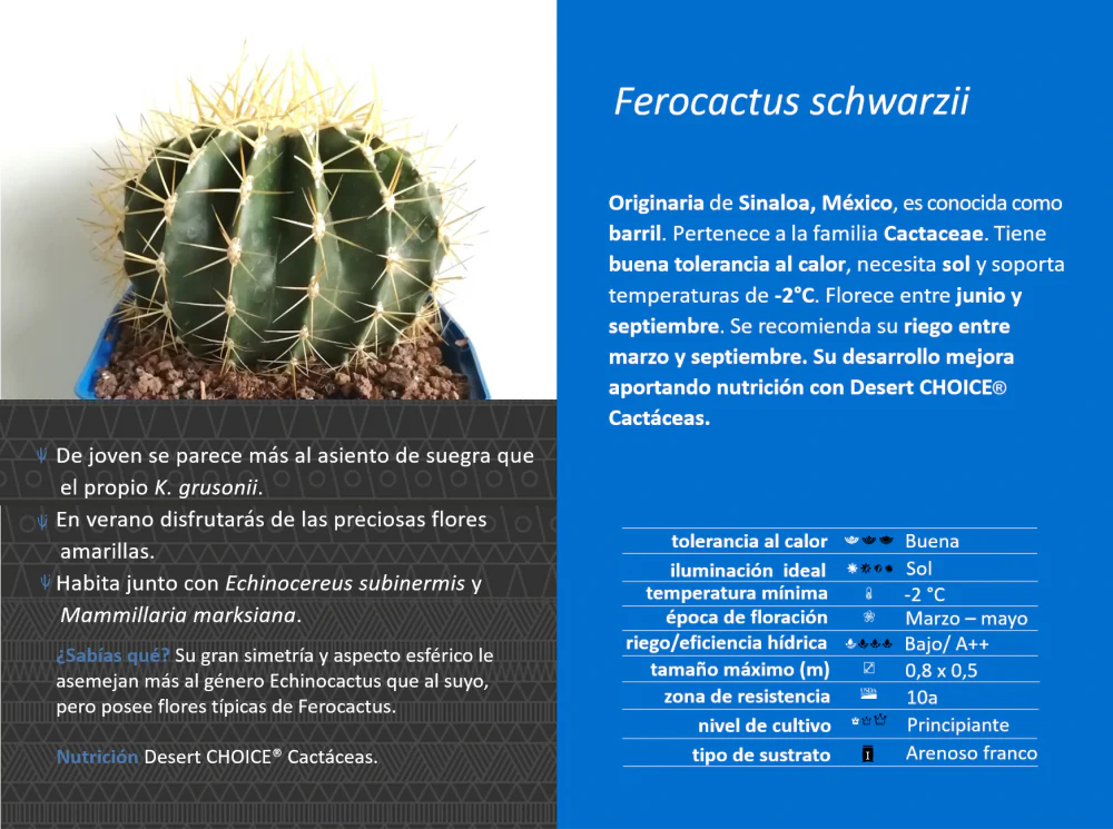 Ferocactus schwarzii