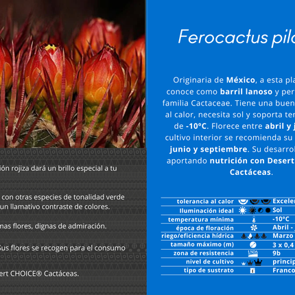 Ferocactus pilosus (Stainesii)