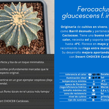 Ferocactus glaucescens inermis