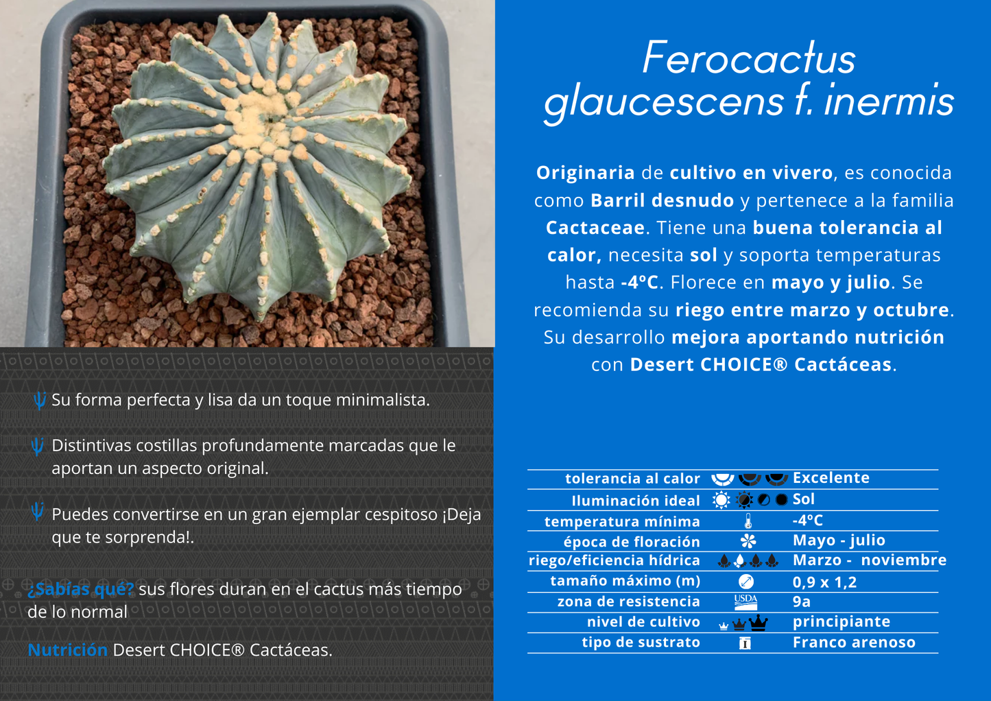 Ferocactus glaucescens inermis