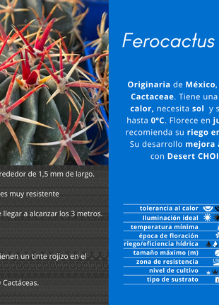 Ferocactus latispinus