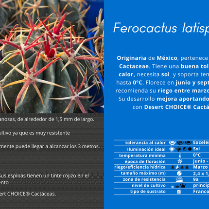 Ferocactus latispinus