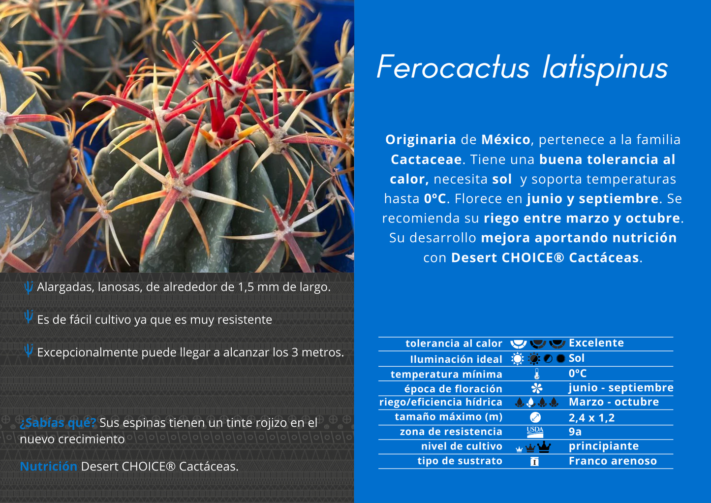 Ferocactus latispinus