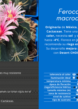 Ferocactus Macrodiscus