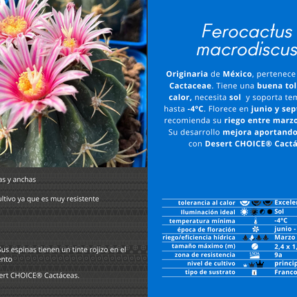 Ferocactus macrodiscus