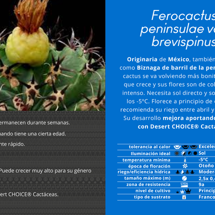 Ferocactus Peninsulae var. Brevispinus (Horridus)