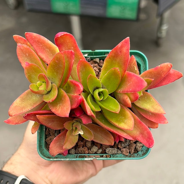 Crassula capitella 'Campfire'