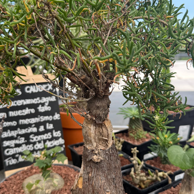 Mestoklema tuberosum