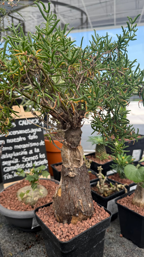 Mestoklema tuberosum