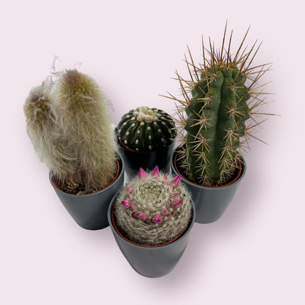 CACTUS PARA EVENTOS