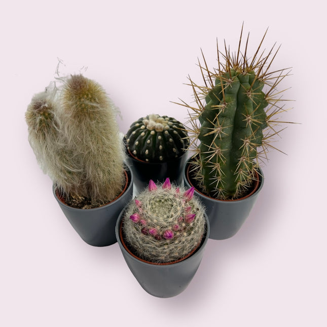 CACTUS PARA EVENTOS